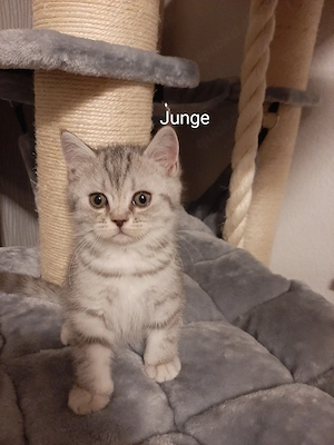 Nur noch 2 Jungs frei! BKH British Kurzhaar Silver-, Black Tabby