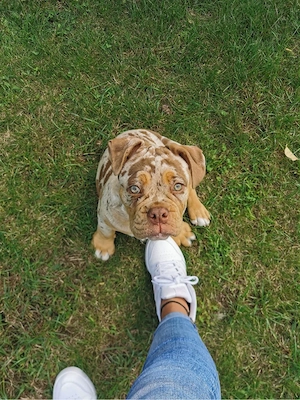 Old English Bulldogge zu vermitteln