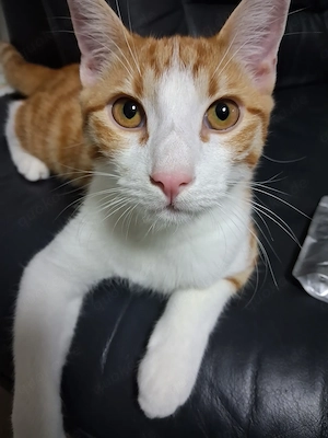 Kater europäischkurharr