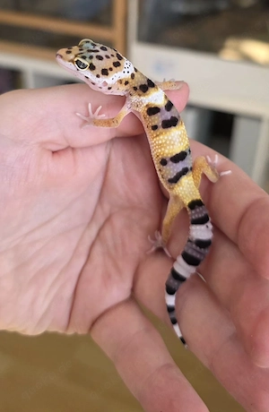 Leopardgecko Weibchen ist bereit um reserviert zu werden    