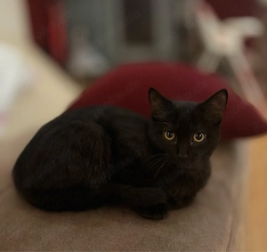 bkh kitten 