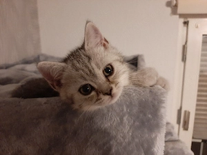 Nur noch 3 Kitten frei! BKH British Kurzhaar Silver-, black-tabby 9 Wochen alt   