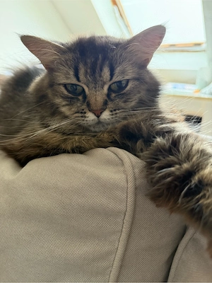 katzen zu verkaufen 