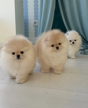 Pomeranian Zwergspitz Welpen