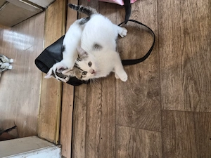 Europäische Kurzhaar Katzen  Kitten