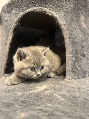 BKH Kitten mit Stammbaum