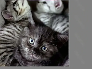 Britisch Kurzhaar Kitten 