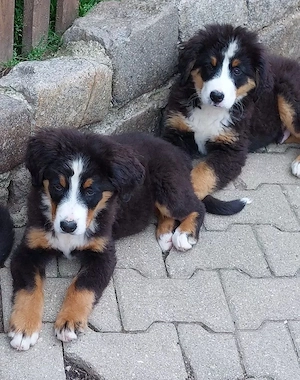 Berner Sennenhund-Welpen