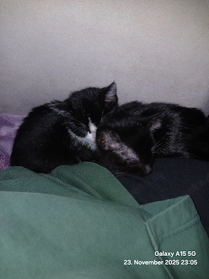 Katzen Geschwister 