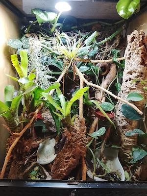 Jungferngecko, mourning gecko, Lepidodactylus lugubris  Bild 2