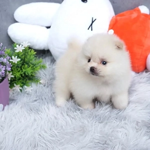 Pomeranian Zwergspitz welpen 