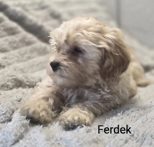 Maltipoo Welpen