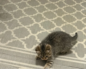 Bkh katze weiblich
