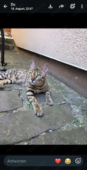 Freya sucht noch ihr für immer Zuhause 