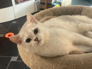 BKH Kitten