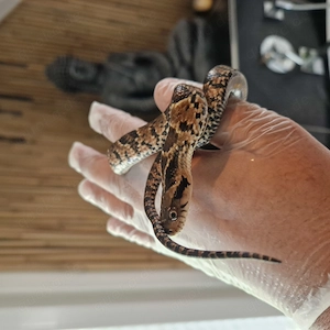 3.3 Hydrodynastes Gigas CB 6.26 
