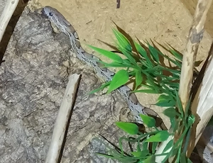 Kornnatter Hypo Ghost 