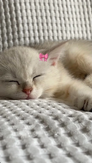 weisse Kitten 