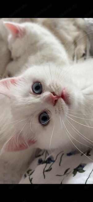 BKH kitten 