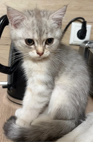Bkh Kitten abgabebereit