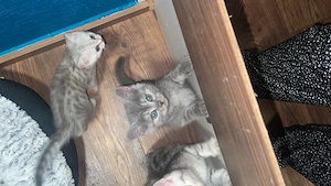 Britische Babykatzen
