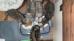 Britische Babykatzen