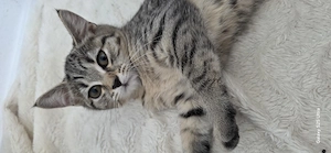 Reinrassige BKH KITTEN 