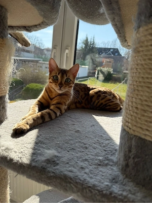 Bengaljstze