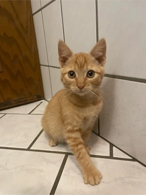 verschmuster Kater Jimmy (12 Wochen) sucht ein neues Zuhause