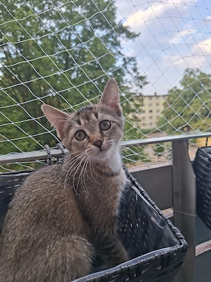 Verkaufen Katze