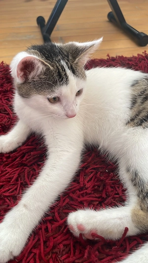 Liebevolle junge Katze sucht ihr Für-immer-Zuhause