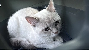 kater sucht dringend für-immer-zuhause 