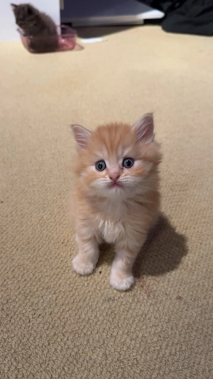 ragdoll mix