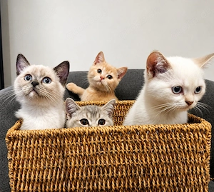 Traumhafte Britisch Kurzhaar Kitten suchen ihr Für-Immer-Zuhause 