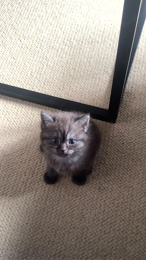 ragdoll mix kitten 