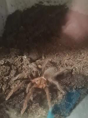 theraphosinae sp.Roatan 