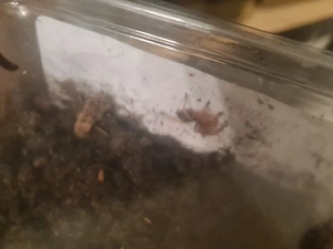 thrixopelma ockerti 