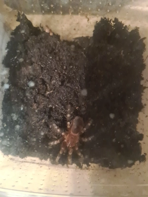 Acanthoscurria geniculata 
