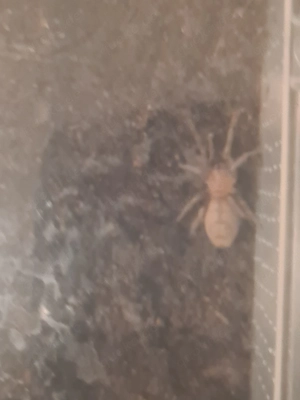 thrixopelma kimraykawsaki 