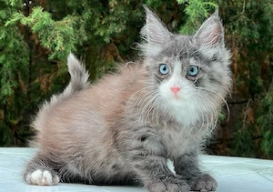 Ein kleines Bündel voller Flausch und Liebe!