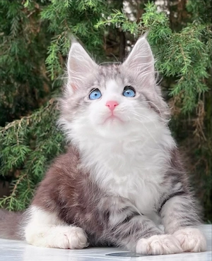 maine-coon-kitten zu verkaufen
