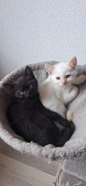 sibirische Waldkatzen mix Kitten
