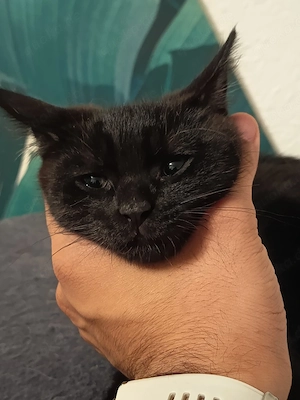Baby BKH mix sucht einen neues liebevoll Zuhause 