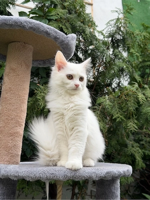 BKH-BLH-Mix-Kitten suchen ein liebevolles Zuhause