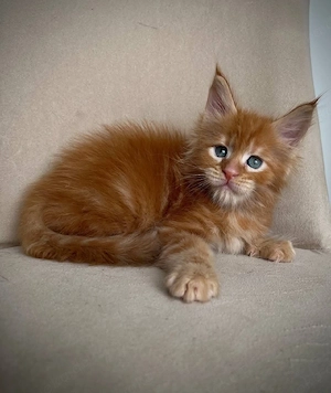 Wunderschöne weibliche Maine-Coon-Kätzchen.
