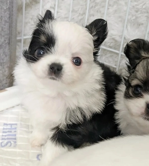 Chihuahua-Welpen