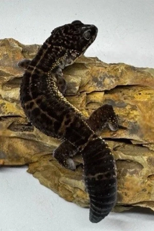 Black Night Nature, Leopardgecko Weibchen 0.1, 1,5 Jahr