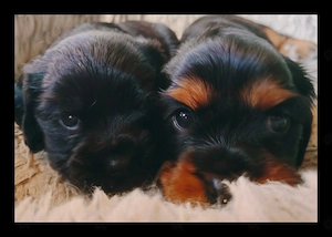 Cavalier king charles - cocker spaniel Welpen 