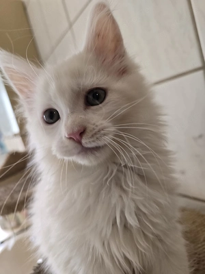 Reinrassige Maine Coon Kitten (12 Wochen) ab sofort !!!