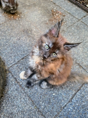 Maine coon Kitten(Erbkrankheiten frei) Bild 3